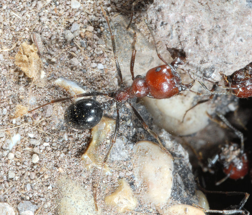 Insetto rosso nero e sollevamento pesi